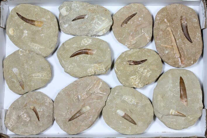 Lot: Real Fossil Plesiosaur Teeth In Matrix - Pieces #119596
